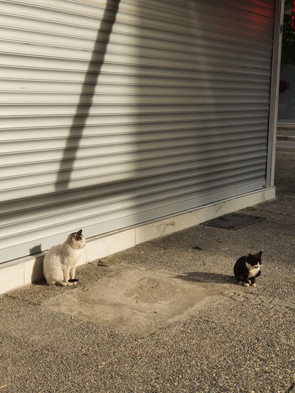 Comment choisir un store enrouleur pour un intérieur réussi