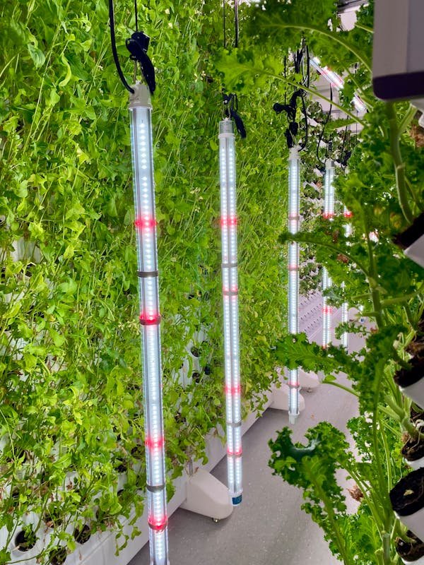 Réussissez vos cultures avec le LED horticole professionnel