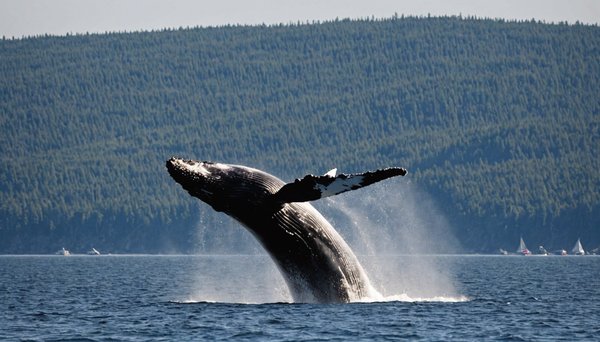 Les meilleures excursions pour observer des baleines à tadoussac